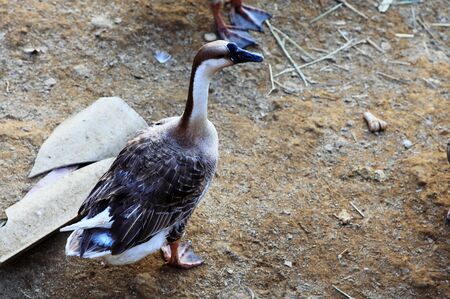 Gooseの写真素材