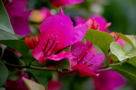 Hexagonal plumの写真素材