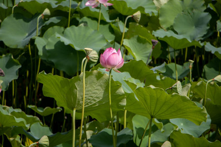 summer lotusの写真素材