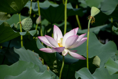 summer lotusの写真素材