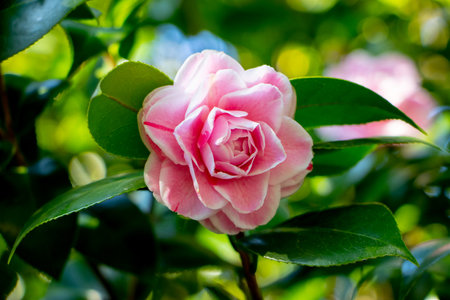 Pink camellia flower with green leaves on a sunny day.の写真素材