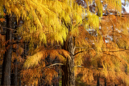 Autumn yellow leaves on the branches of a larch treeの写真素材