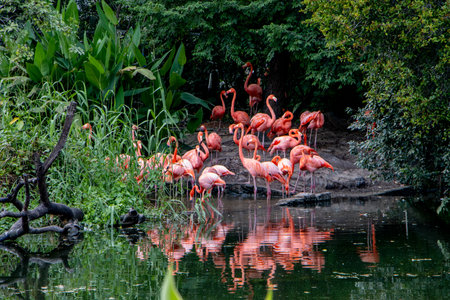 Pink flamingo in the pond. Wildlife scene from tropical nature.の写真素材