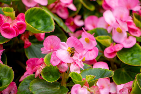 Bee on pink begonia flower in the garden. Selective focus.の写真素材
