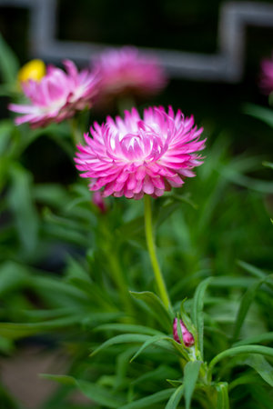 Beautiful pink daisy flower in the garden. Soft focus.の写真素材