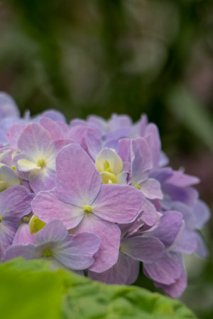 Purple hydrangea flowers on a background of green leaves