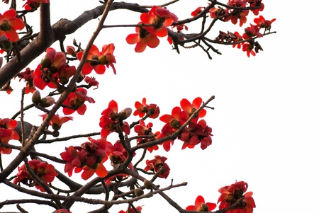 Kapokの写真素材