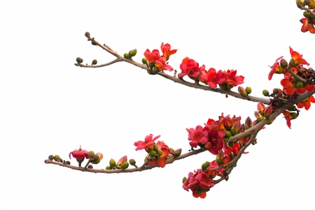 Kapokの写真素材