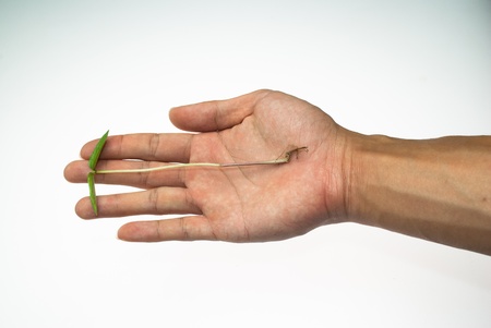Seedling on handの写真素材