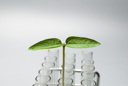 Seedling on test tubeの写真素材