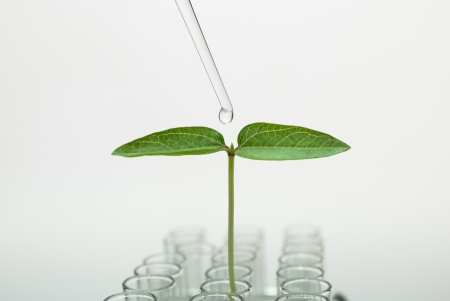 liquid drop in Seedlingの写真素材