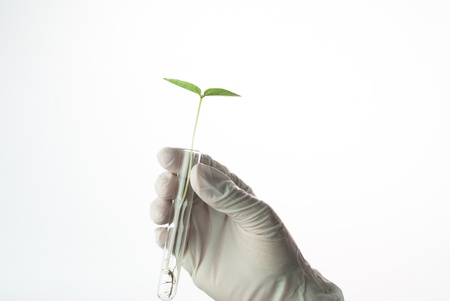 Seedling on test-tube in hand