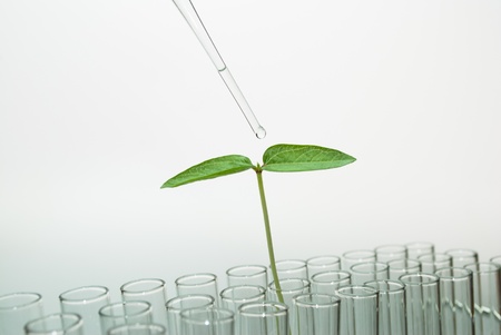 liquid drop in Seedlingの写真素材