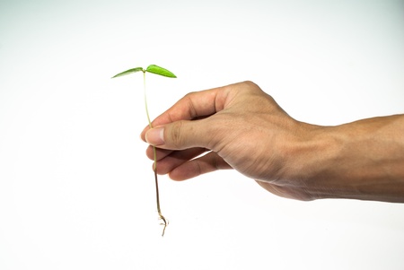 Seedling on handの写真素材