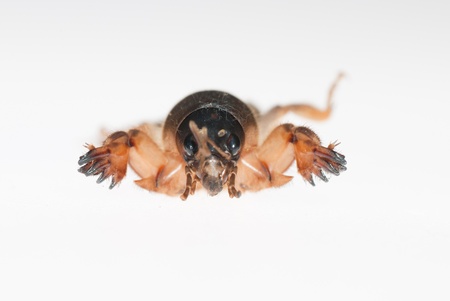 a mole cricket isolated on white backgroundの写真素材