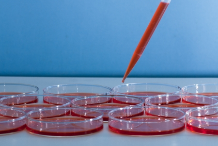 Pipette over group of Petri dishの写真素材