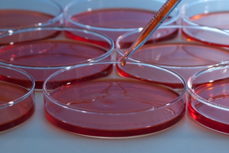 Pipette over group of Petri dishの写真素材