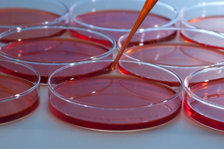 Pipette over group of Petri dishの写真素材
