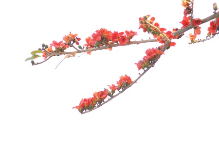 Kapokの写真素材