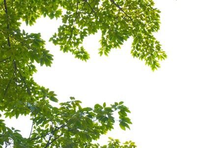 green leaf frame in white backgroundの写真素材