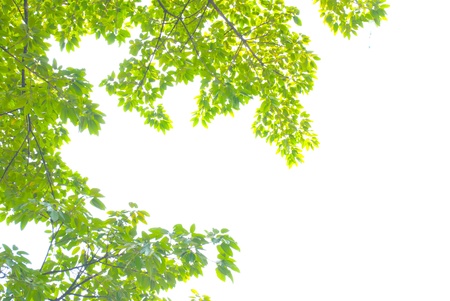 green leaf frame in white backgroundの写真素材