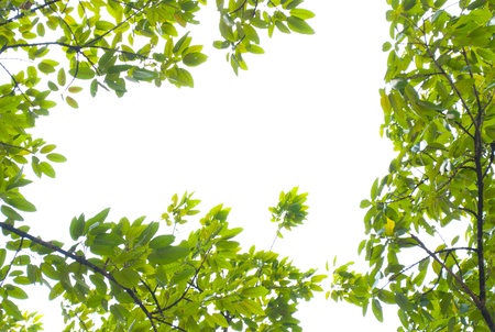 green leaf frame in white backgroundの写真素材