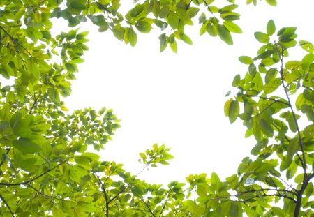 green leaf frame in white backgroundの写真素材