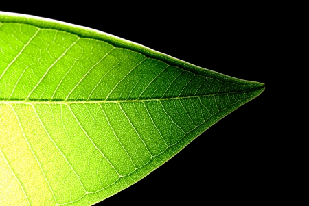 leaf veinの写真素材