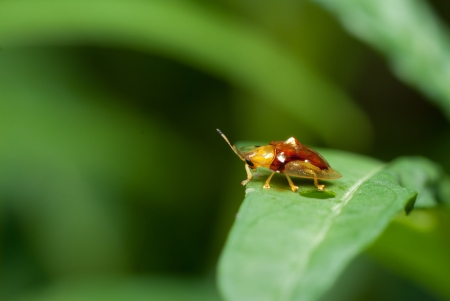 a beetle on leaf.の写真素材