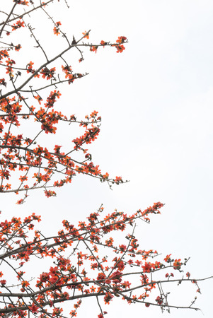 Kapokの写真素材