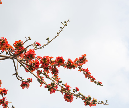 Kapokの写真素材