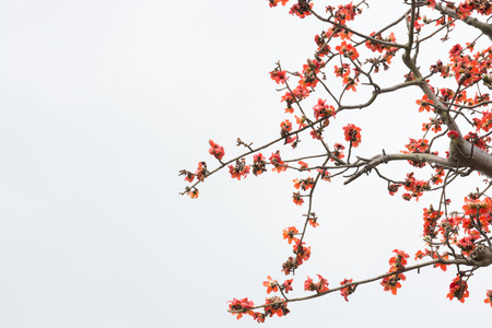 Kapokの写真素材