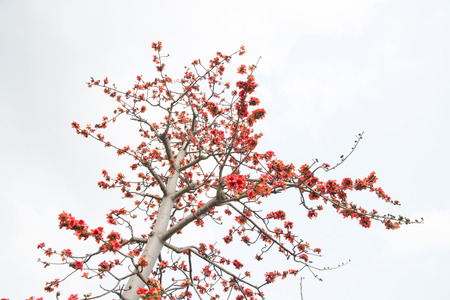 Kapokの写真素材