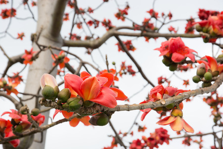 Kapokの写真素材