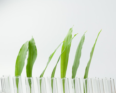 sprouts on test tubeの写真素材