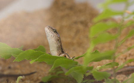 A Scincella reevesii rest on a leafの写真素材