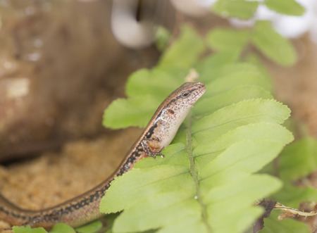 A Scincella reevesii rest on a leafの写真素材