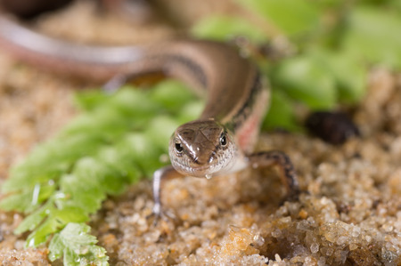A Scincella reevesii rest on a leafの写真素材