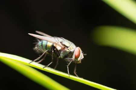 a fly stand on leafの写真素材
