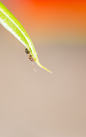 A ant stand in green leafの写真素材