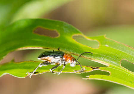 a longicorn eating a leaf.の写真素材