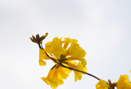 yellow flowers blossom in spring time on sky background.の写真素材