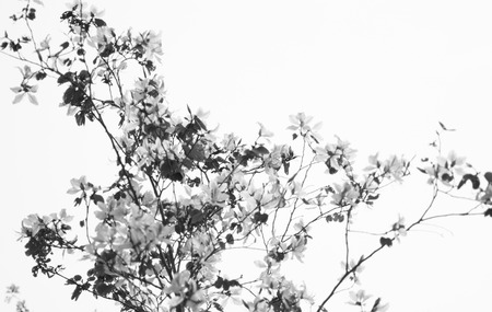 Bauhinia and branch on skyの写真素材