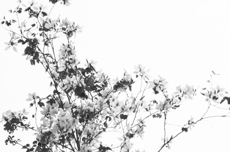 Bauhinia and branch on skyの写真素材