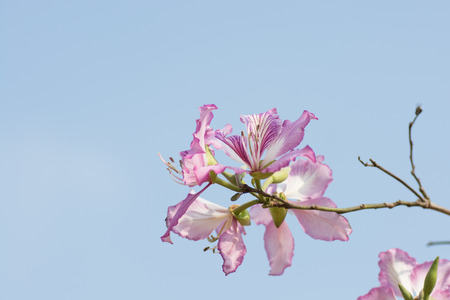 Bauhinia and branch on skyの写真素材