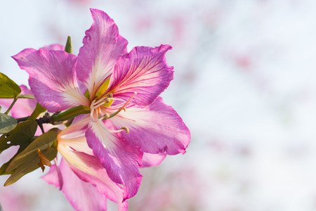Bauhinia and branch on skyの写真素材