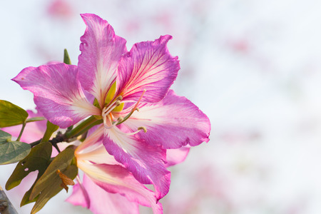 Bauhinia and branch on skyの写真素材
