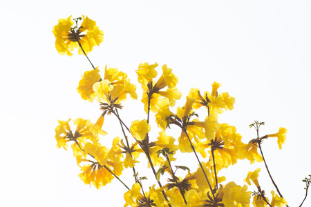 yellow flowers blossom in spring time の写真素材