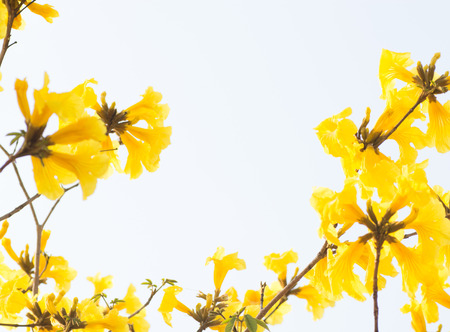 yellow flowers blossom in spring time on sky background.の写真素材