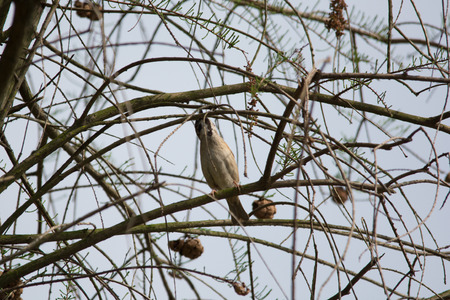 A sparrow stand on branchの写真素材